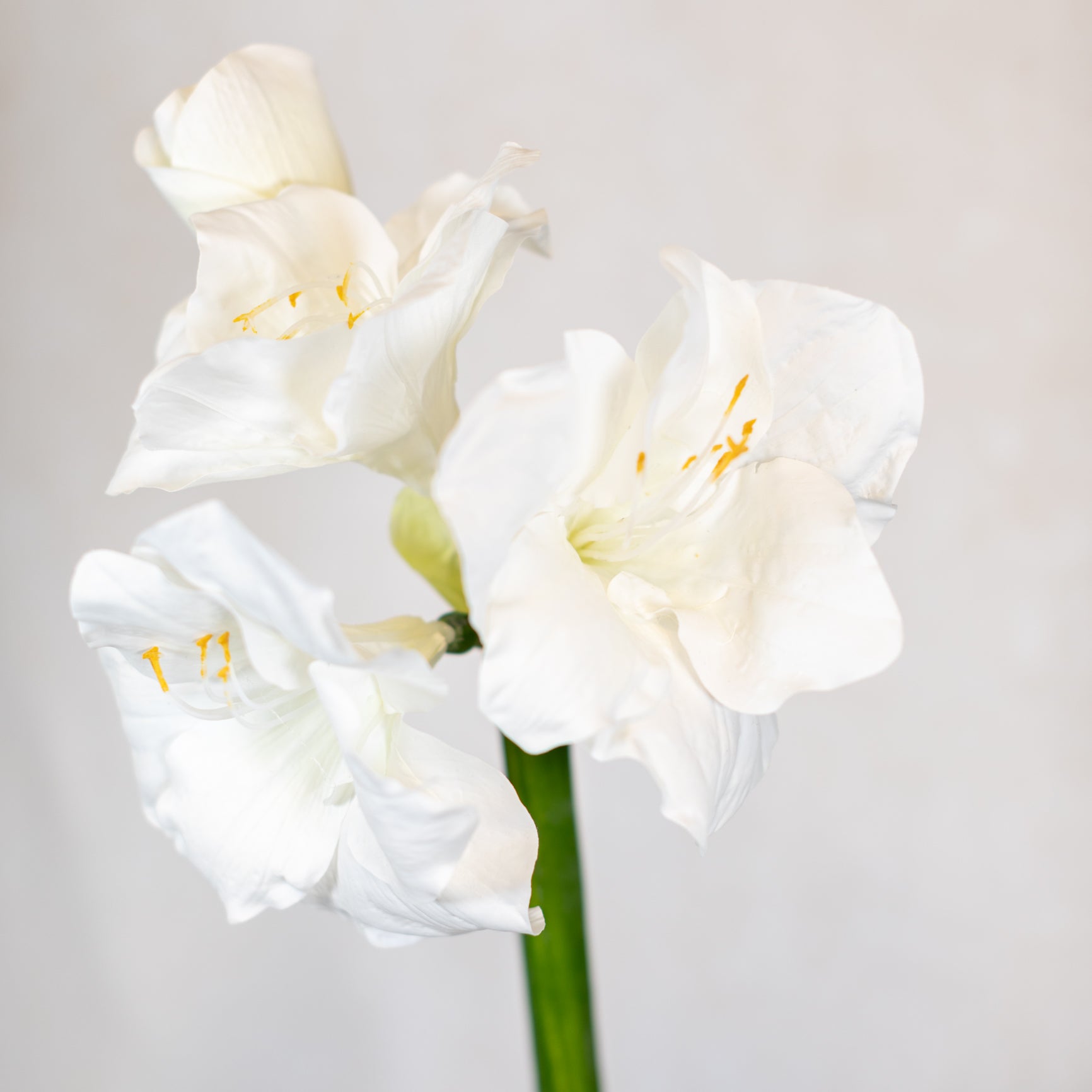 Amaryllis White with Three Blooms and Bud