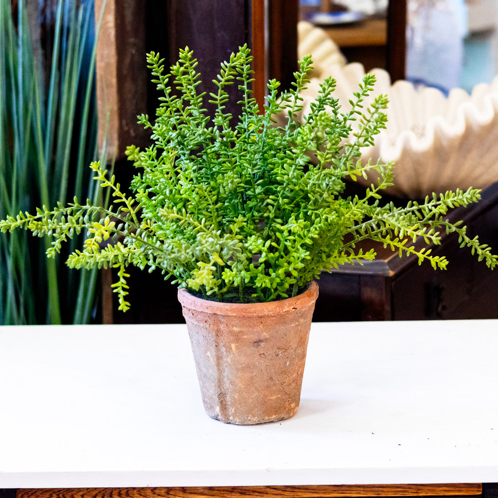 UV Sedum in Aged Pot