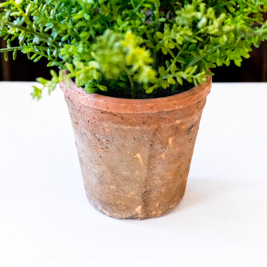 UV Sedum in Aged Pot