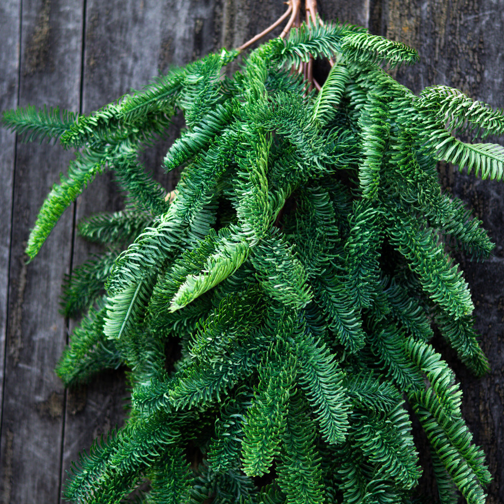 30" Noble Fir Teardrop