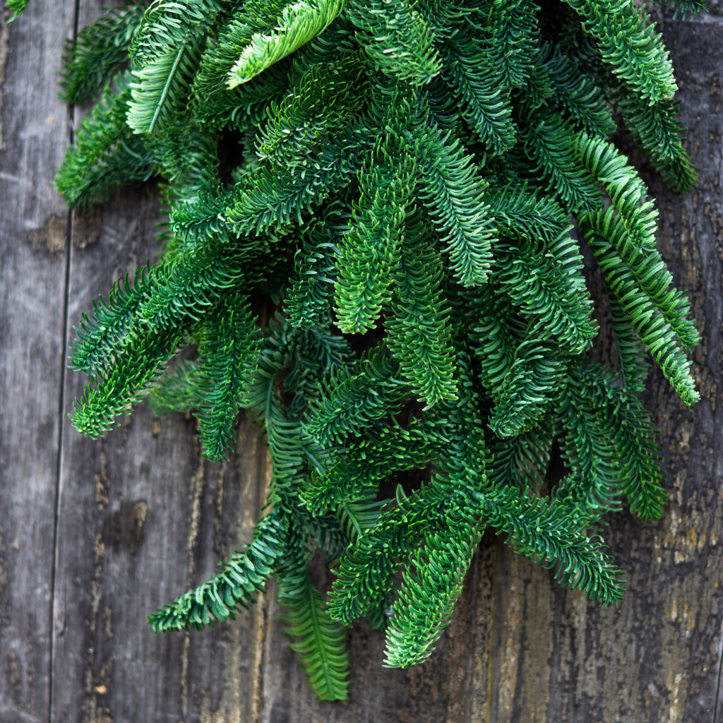 30" Noble Fir Teardrop