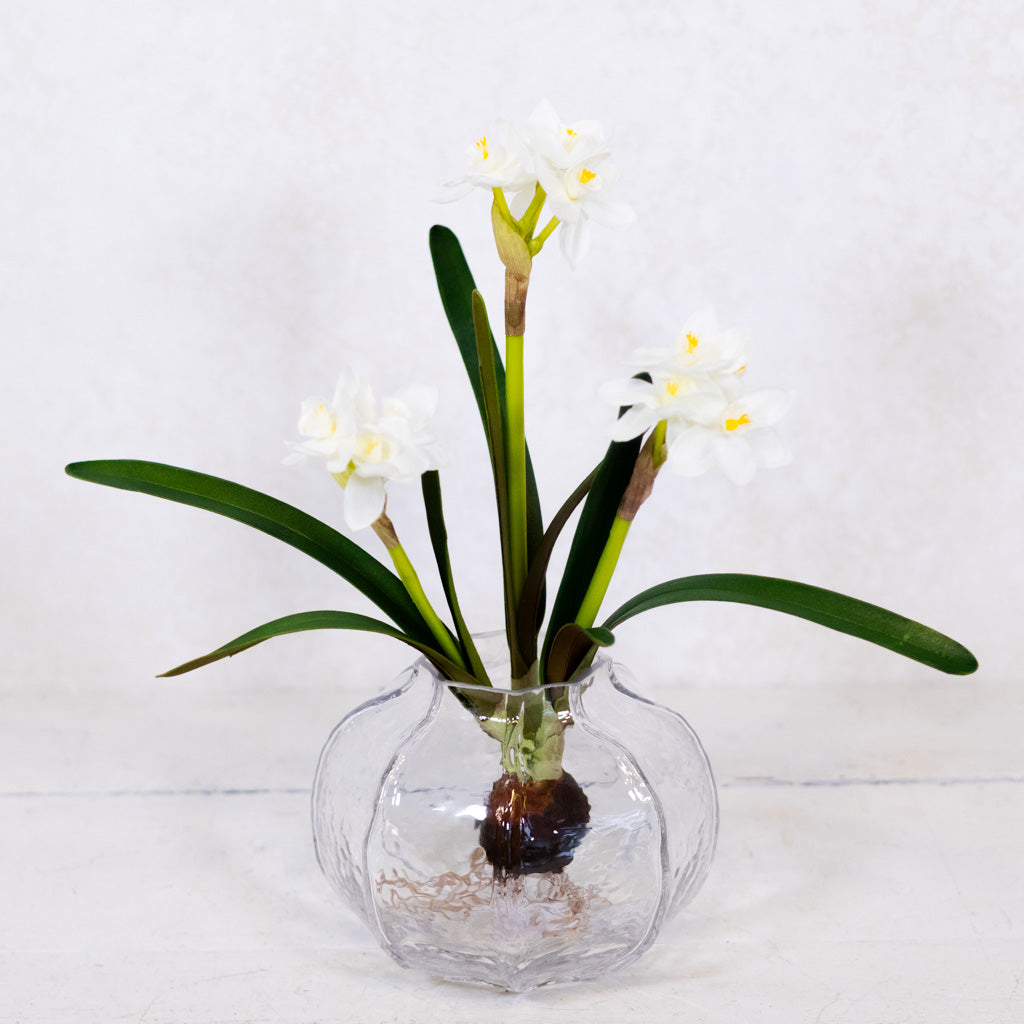 Paperwhite Two-Tone White with Bulb