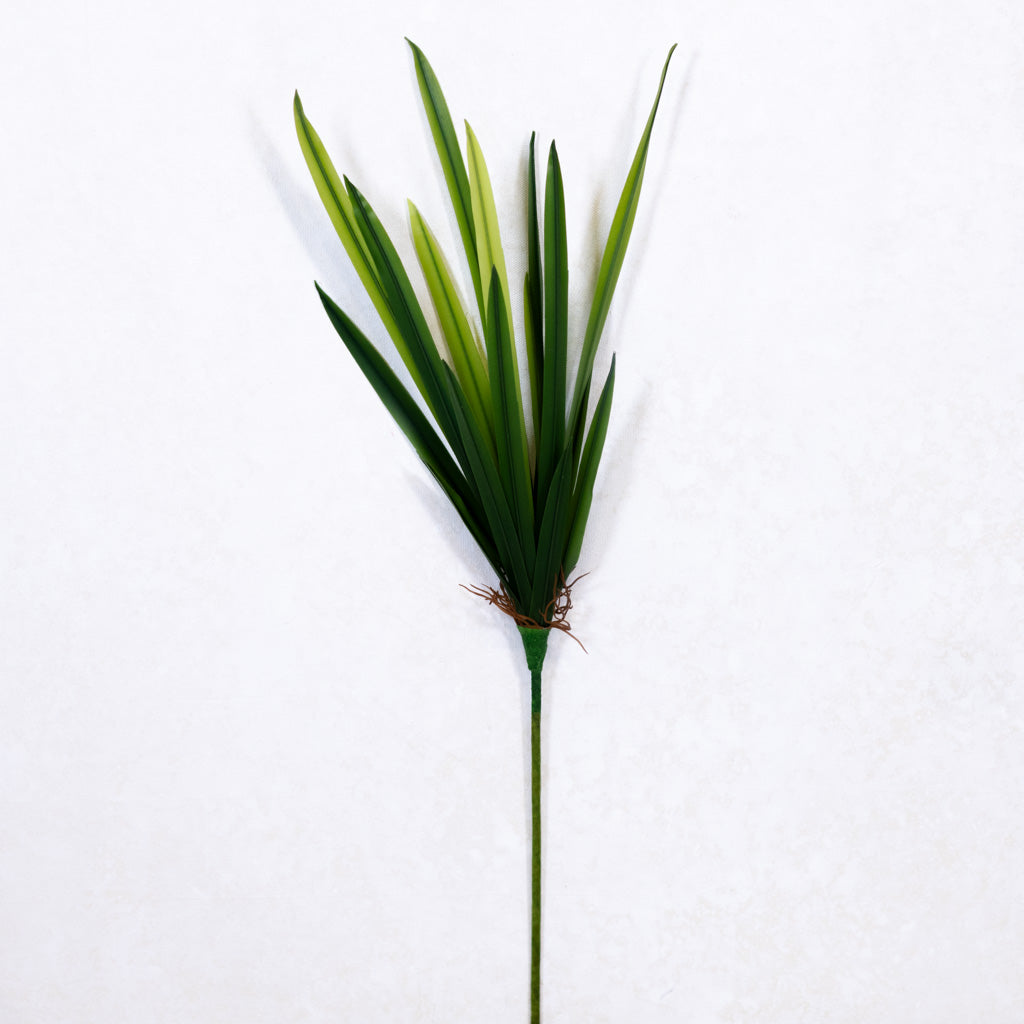 Narrow Leaf Dracaena Plant Short