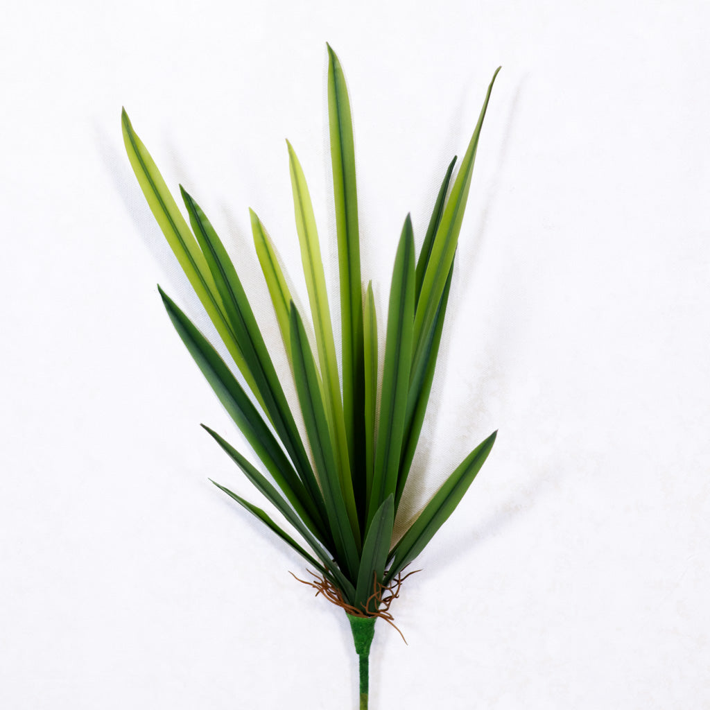 Narrow Leaf Dracaena Plant Short