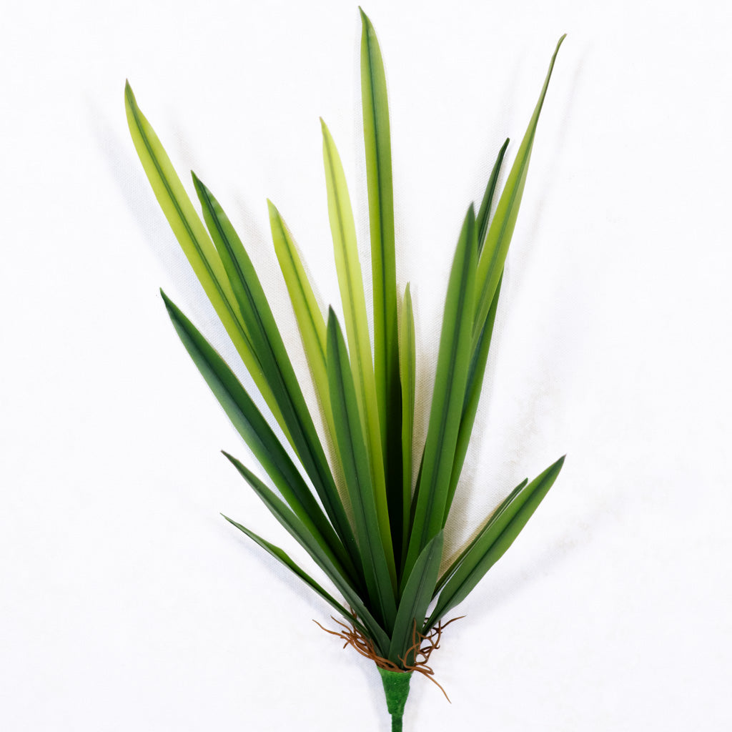Narrow Leaf Dracaena Plant Short