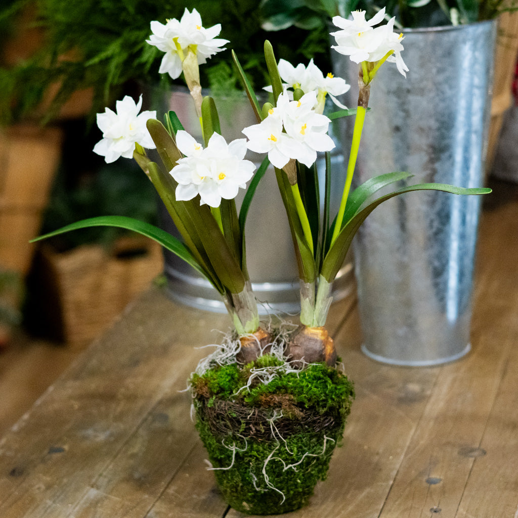 Double Paperwhite Potted
