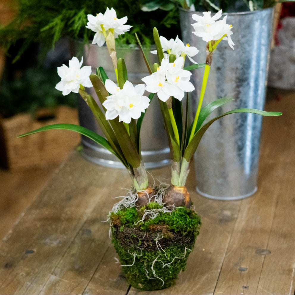Double Paperwhite Potted