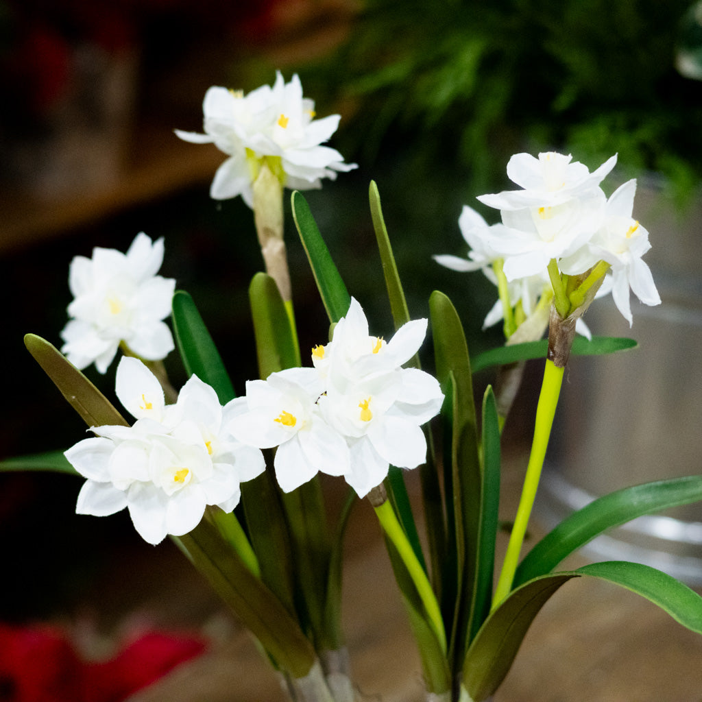Double Paperwhite Potted