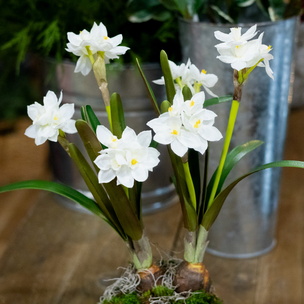 Double Paperwhite Potted