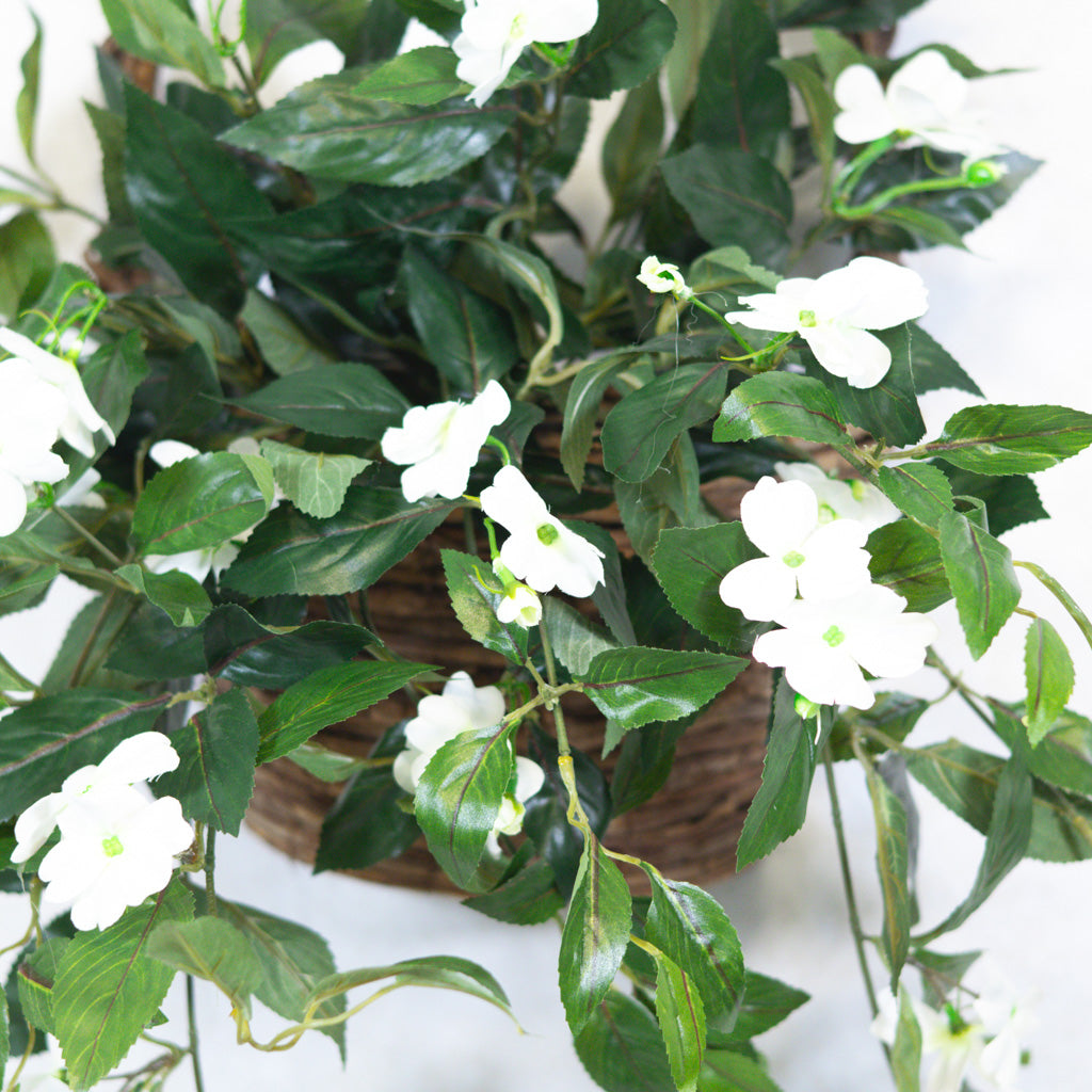 Hanging Impatiens Cream