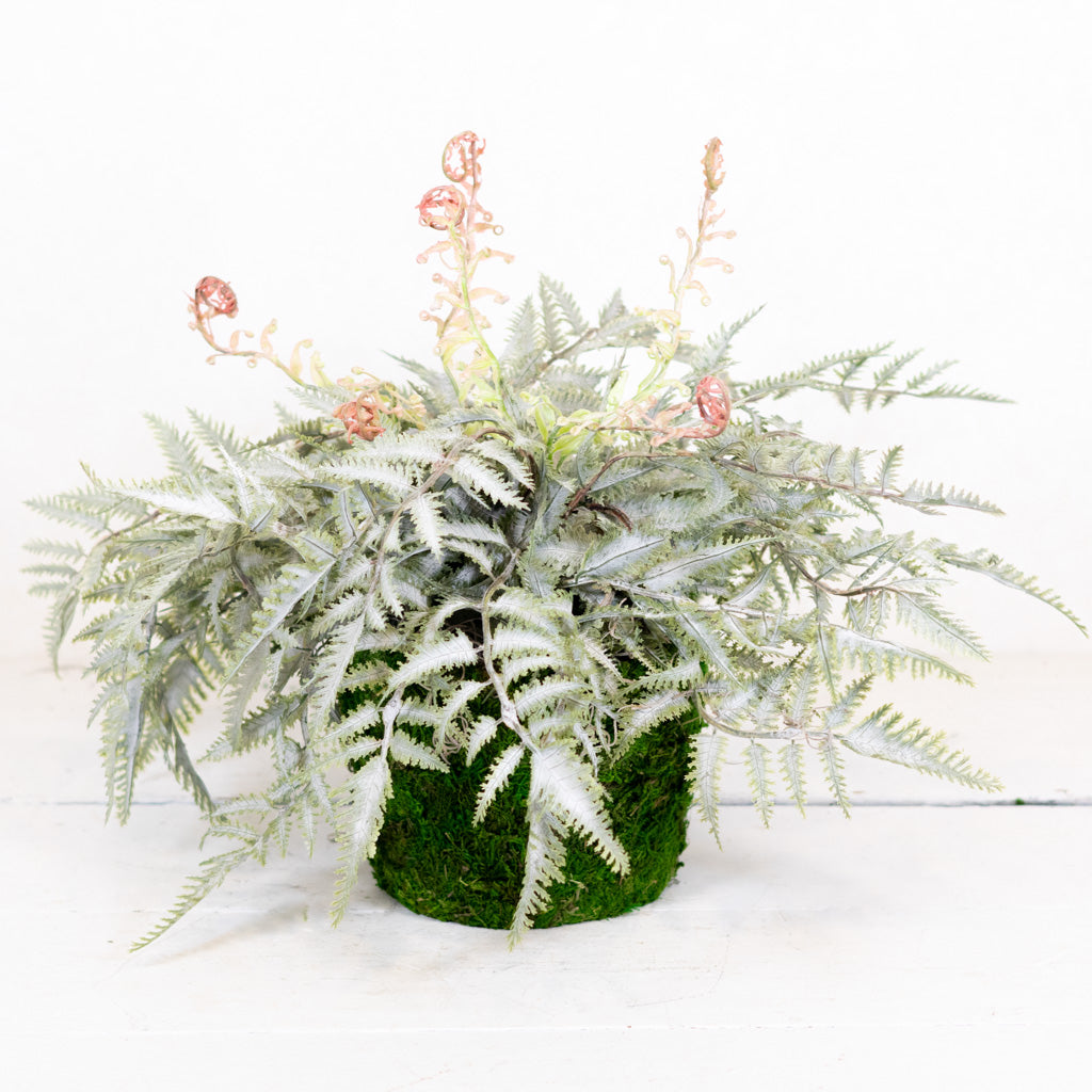 Double Frosted Forest Fern in Moss Pot
