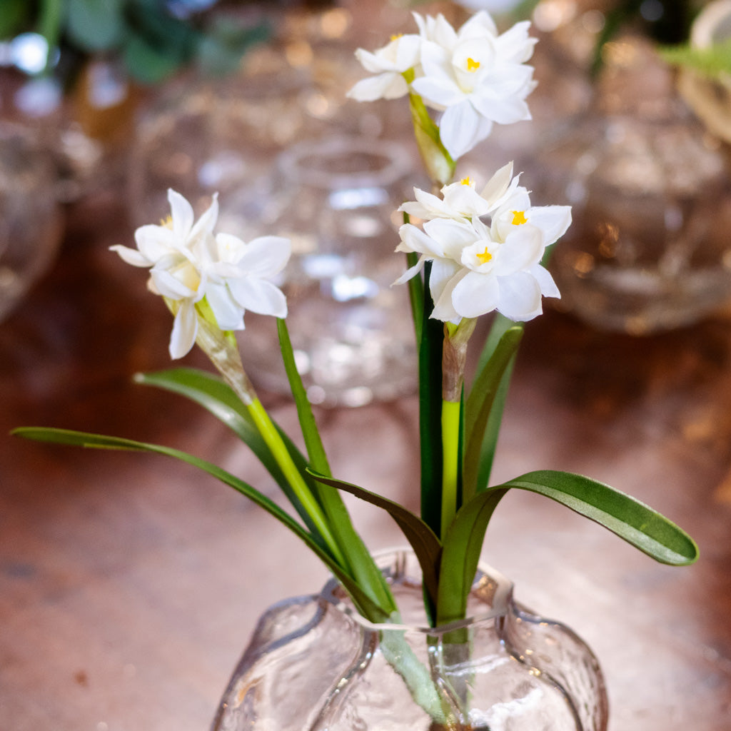 Paperwhite Two-Tone White with Bulb