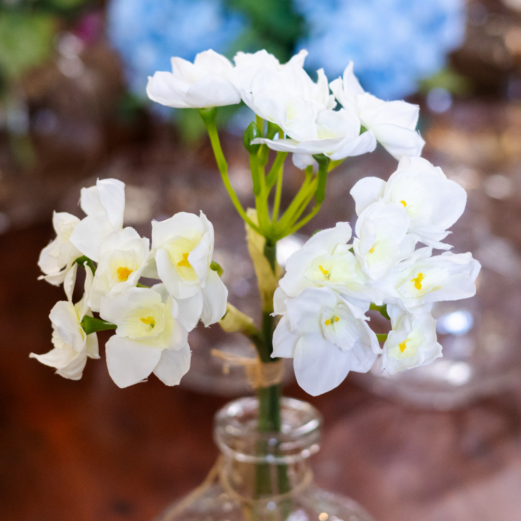 Daffodil White Bundle