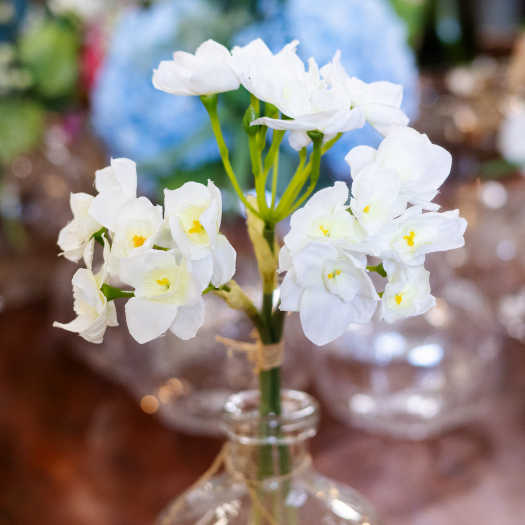 Daffodil White Bundle