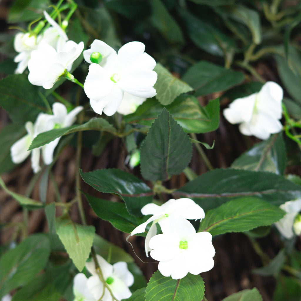 Hanging Impatiens Cream