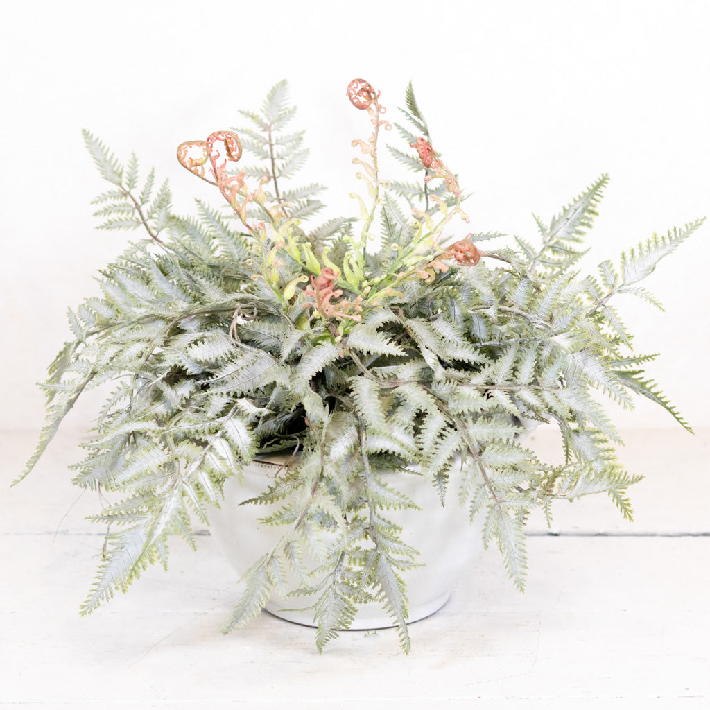 Double Frosted Forest Fern in Moss Pot