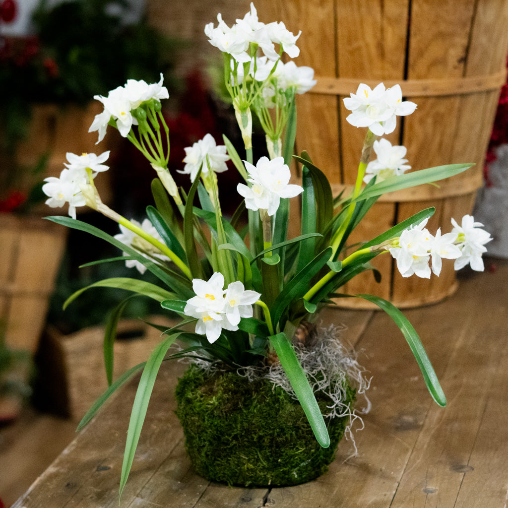 Triple Paperwhite Round Centerpiece Drop In