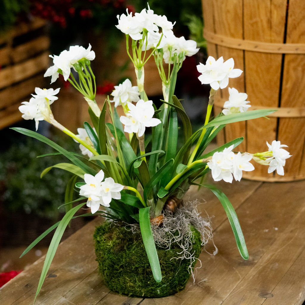 Triple Paperwhite Round Centerpiece Drop In