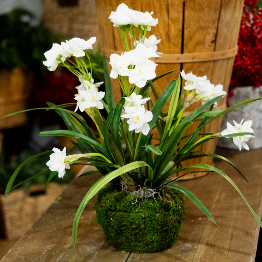 Triple Paperwhite Round Centerpiece Drop In