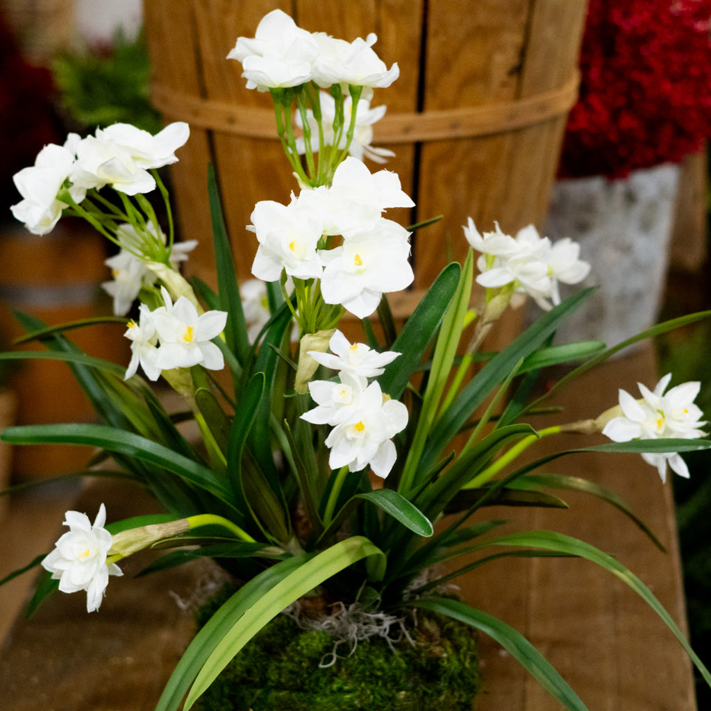 Triple Paperwhite Round Centerpiece Drop In
