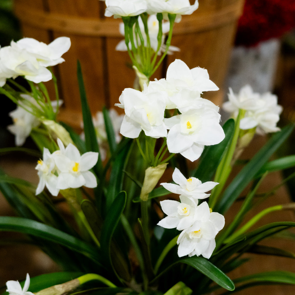 Triple Paperwhite Round Centerpiece Drop In