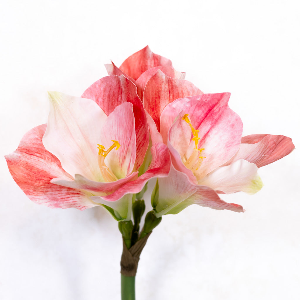 Amaryllis Pink Cream Stem