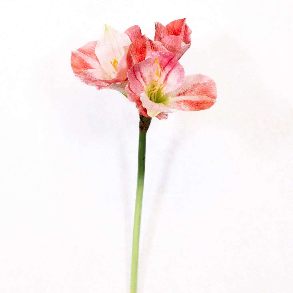 Amaryllis Pink Cream Stem