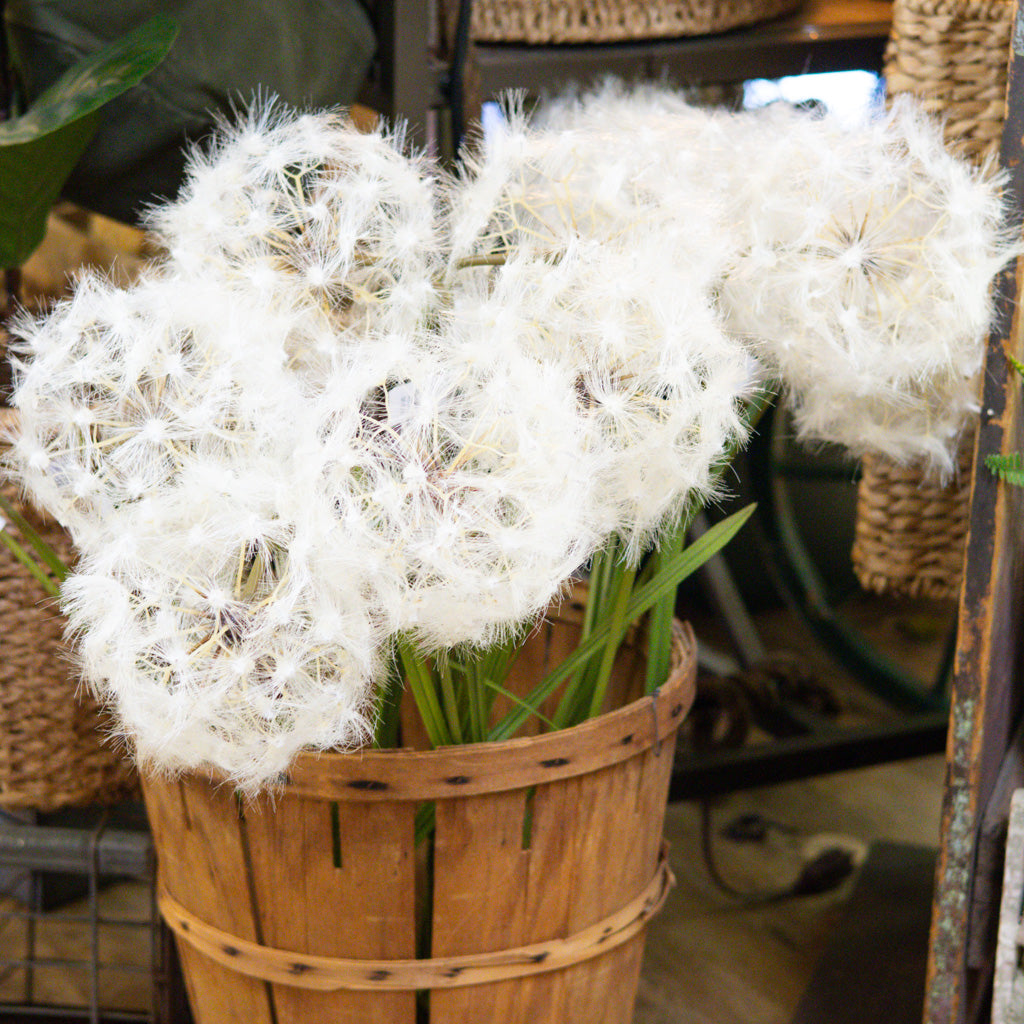 Dandelion Cream Spray