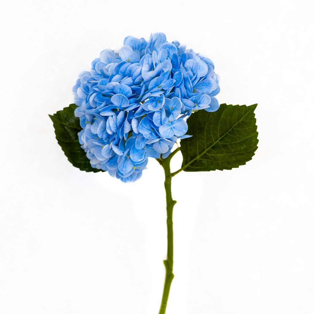 Blue Single Hydrangea Real Touch