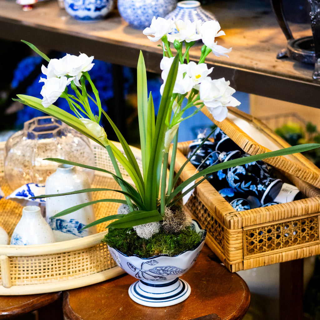 Paperwhite in Blue Porcelain Dish