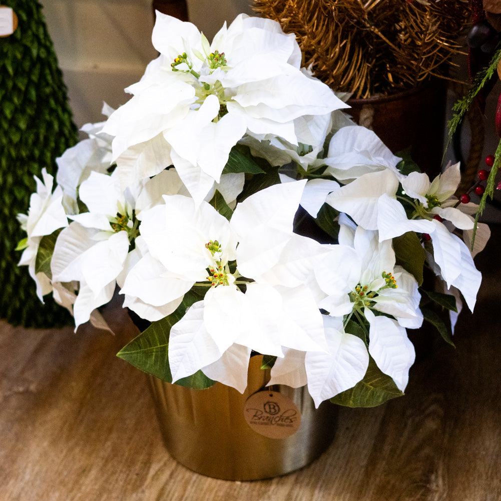 White Poinsettia Double in Moss Pot