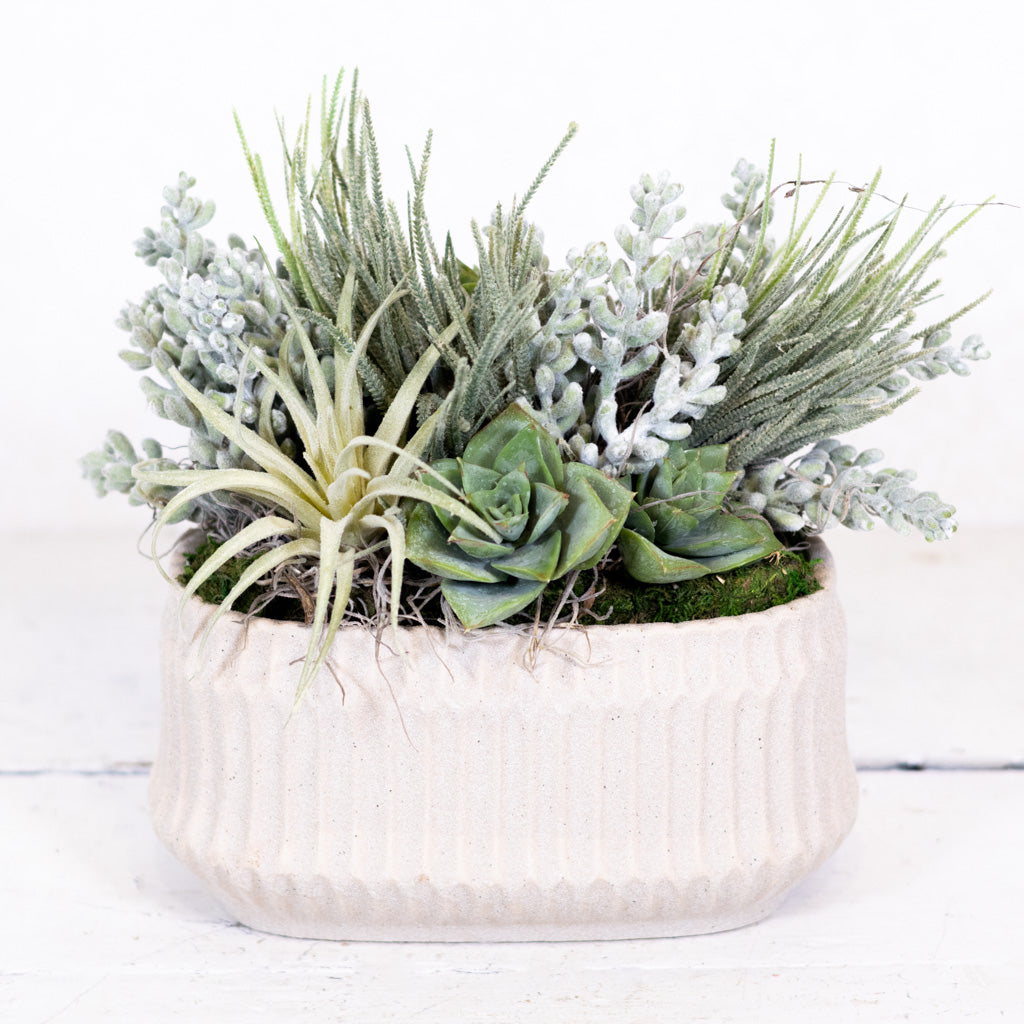 Small Sedum in Rectangular Moss Pot