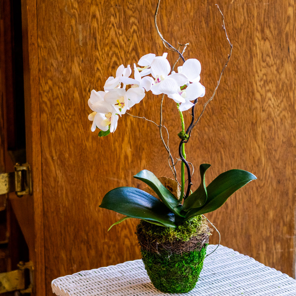 Small White Orchid Drop In