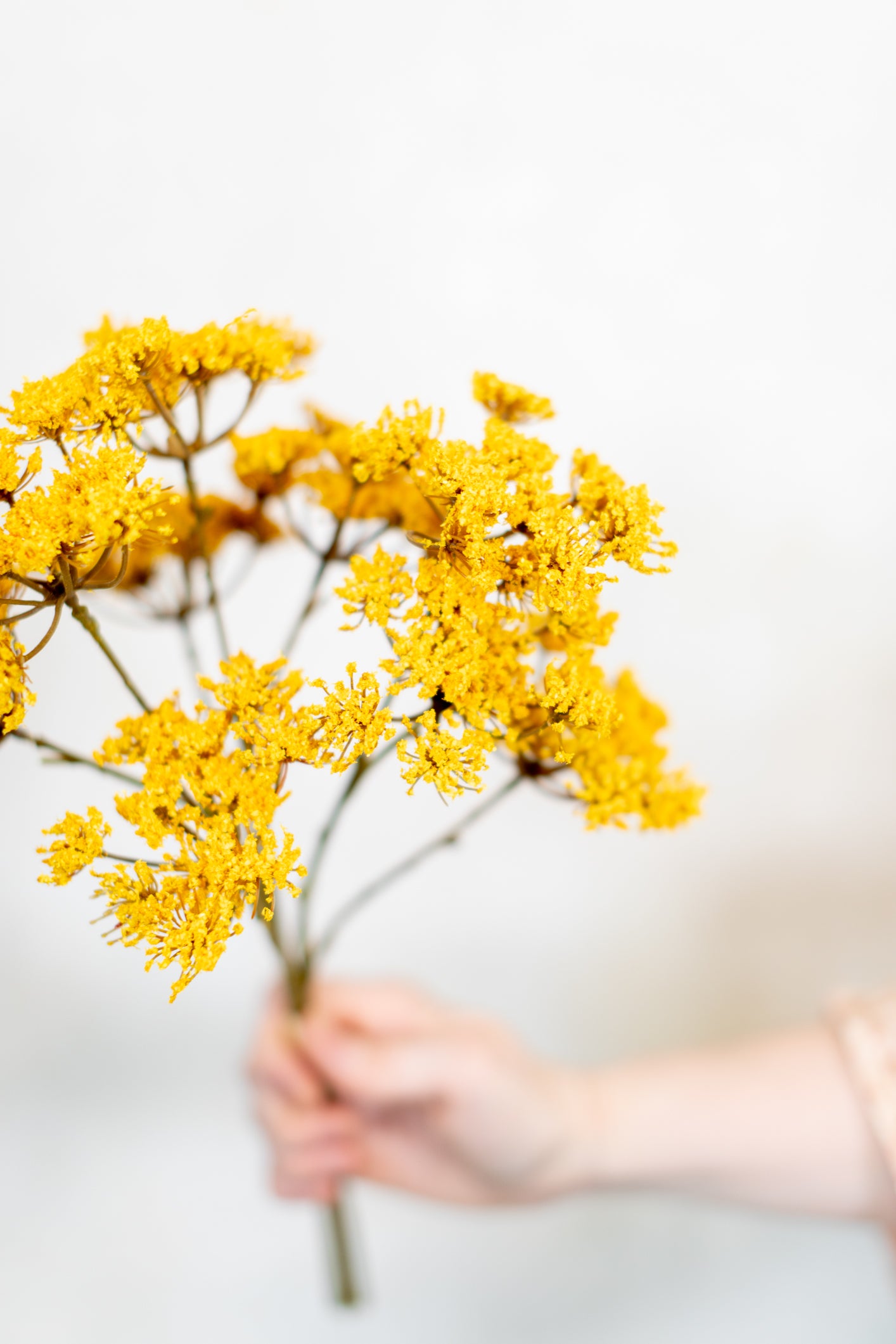 Yarrow Pick Bundle Gold