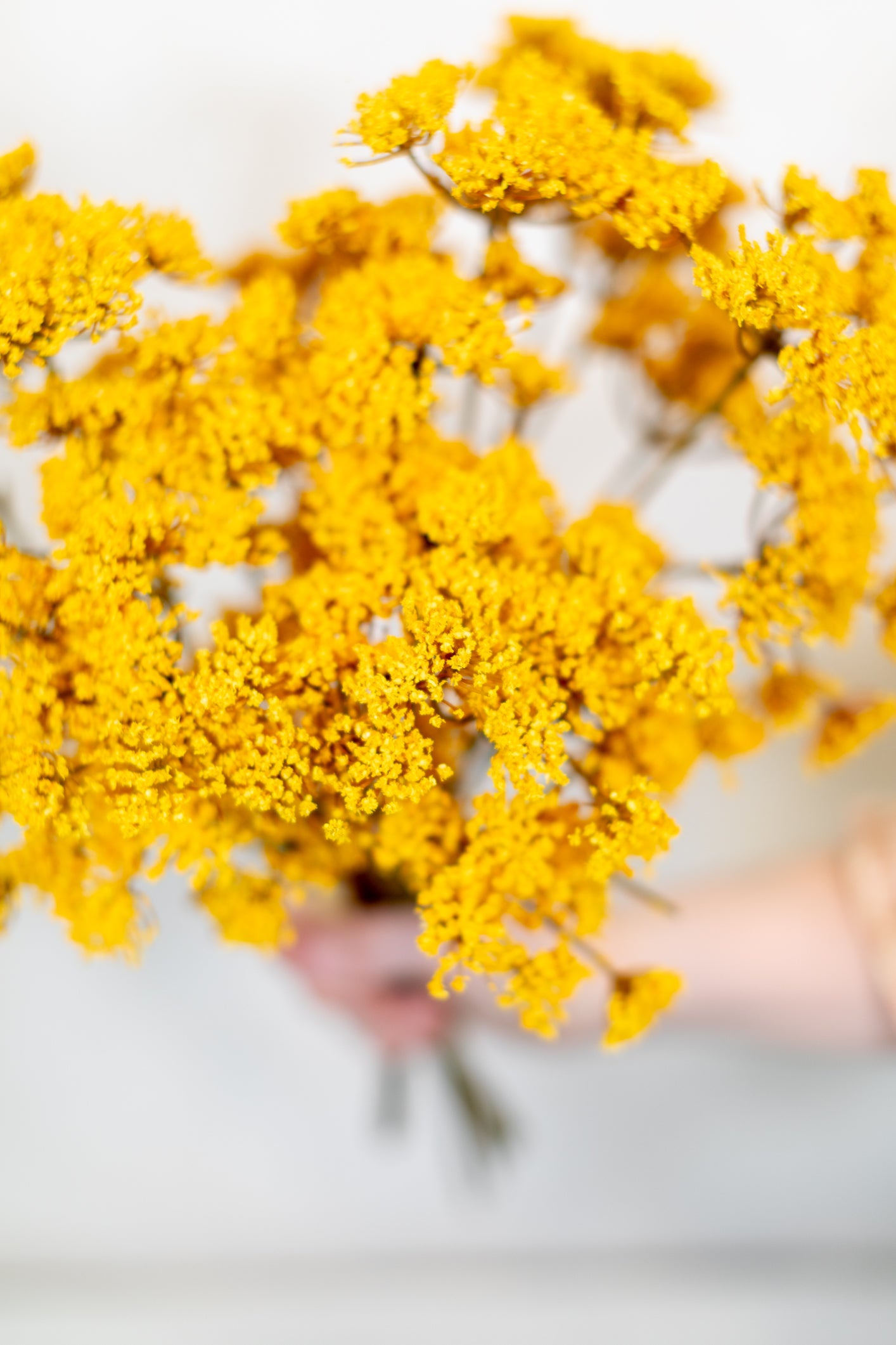 Yarrow Pick Bundle Gold