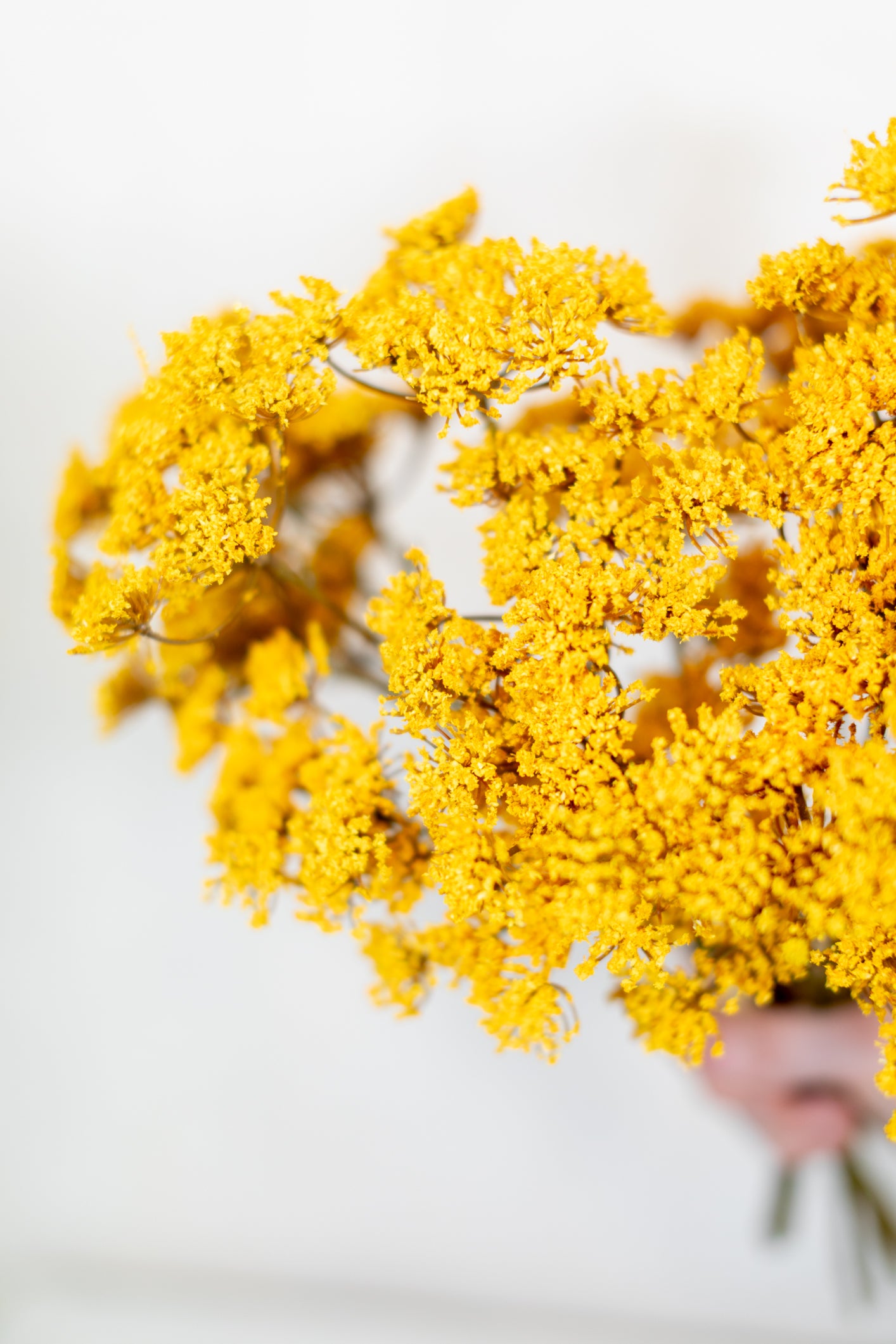 Yarrow Pick Bundle Gold