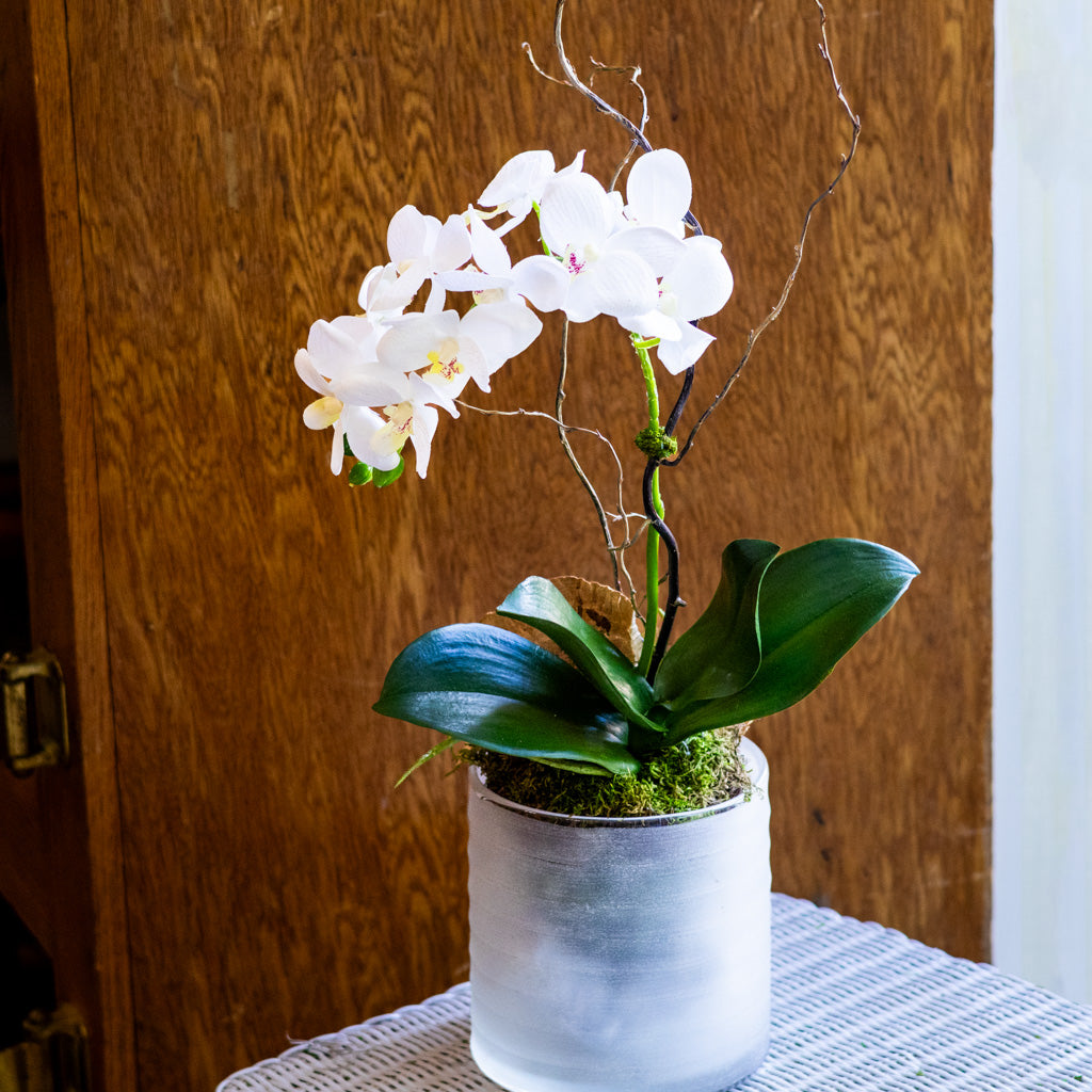 Small White Orchid Drop In
