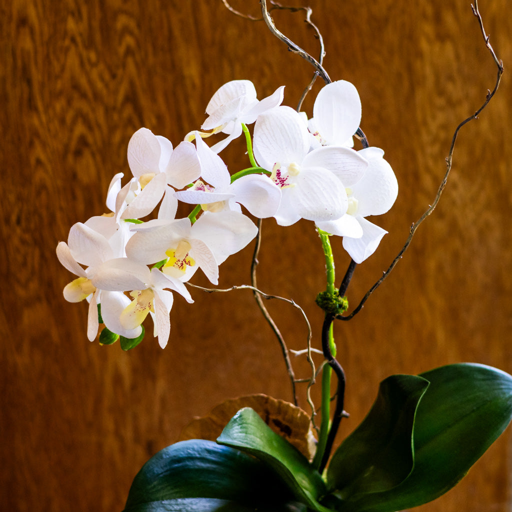 Small White Orchid Drop In
