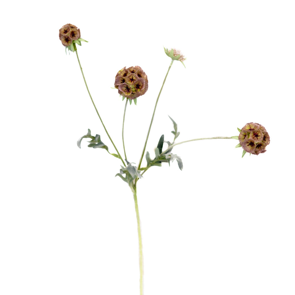 Taupe Garden Scabiosa Spray