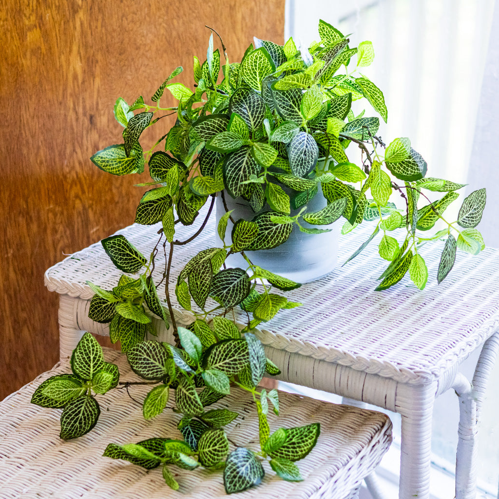 Fittonia Plant Drop In