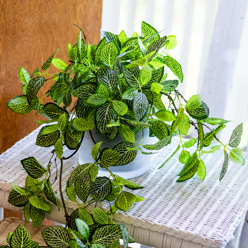 Fittonia Plant Drop In