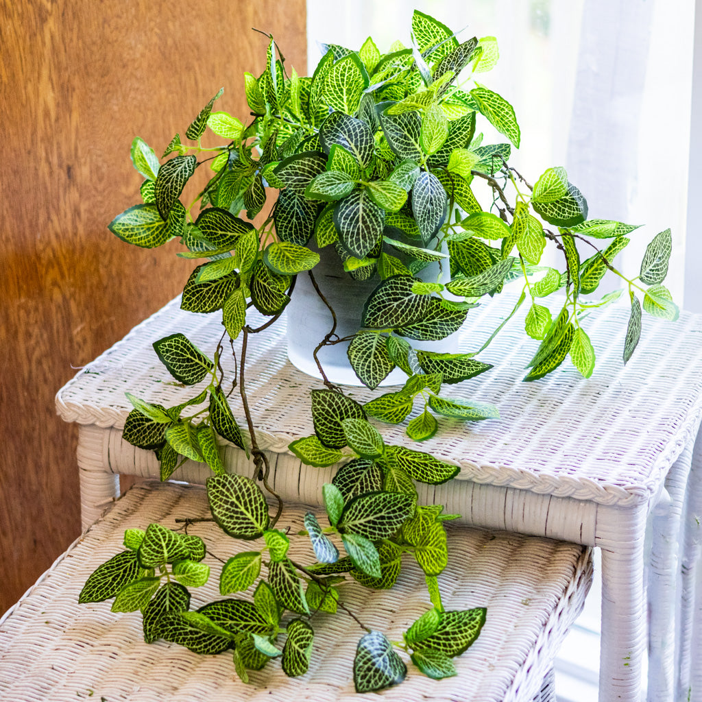 Fittonia Plant Drop In