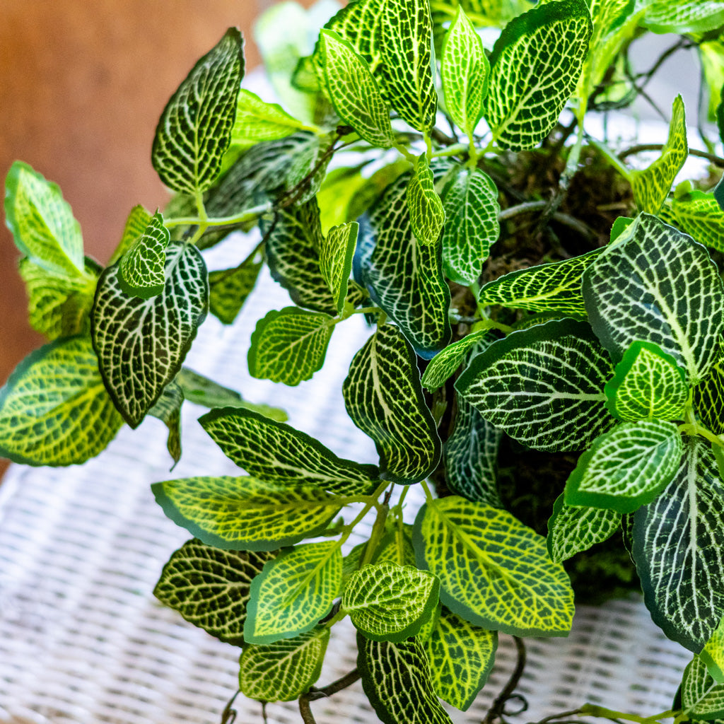 Fittonia Plant Drop In
