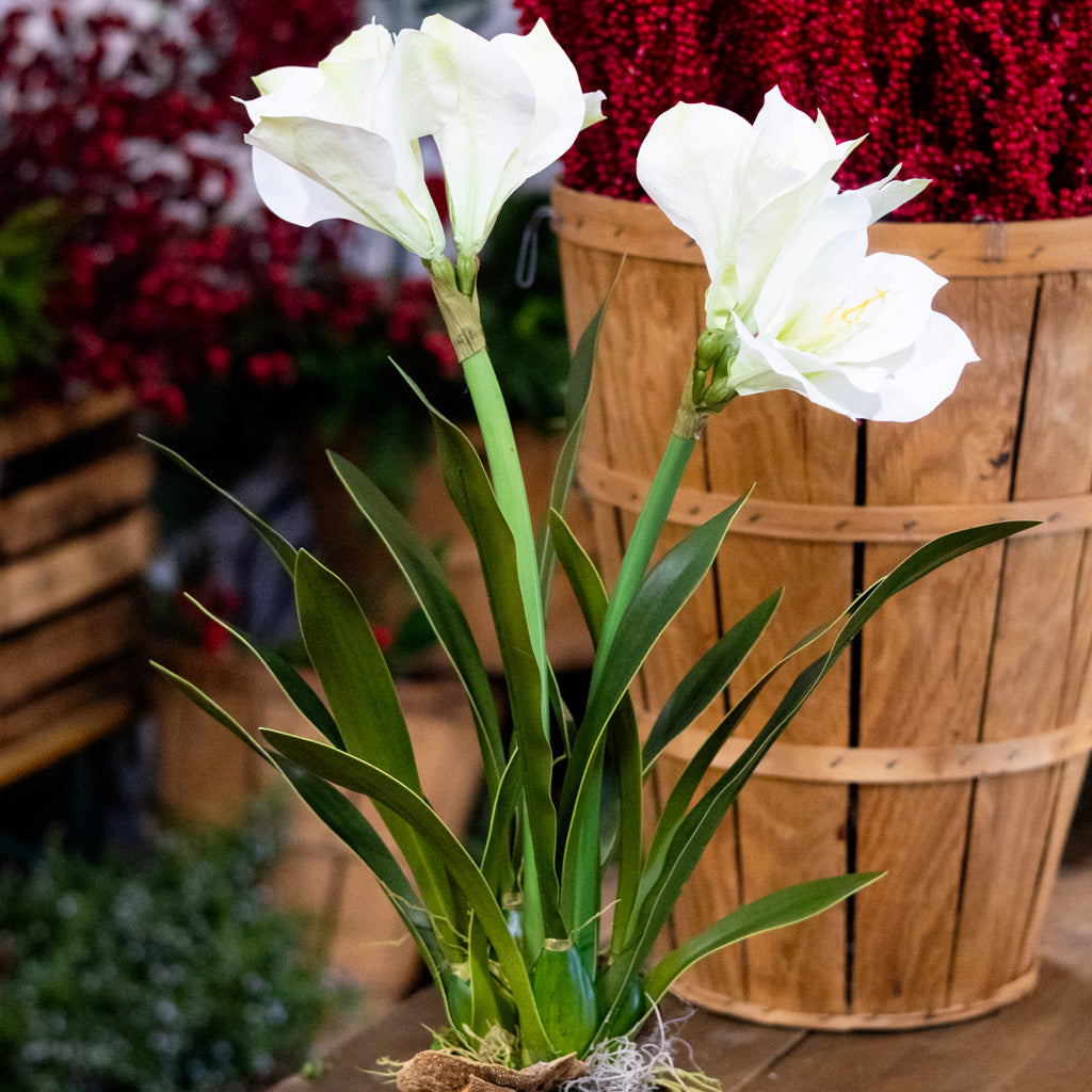 Double White Amaryllis in Moss Pot