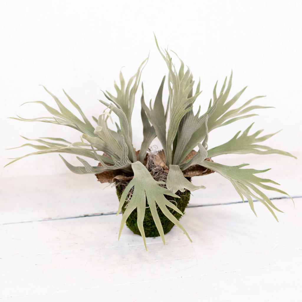 Staghorn Fern Plant Drop In