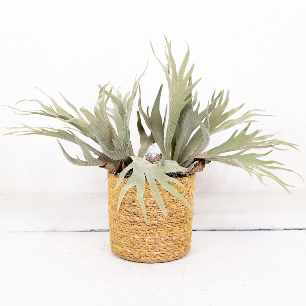 Staghorn Fern Plant Drop In