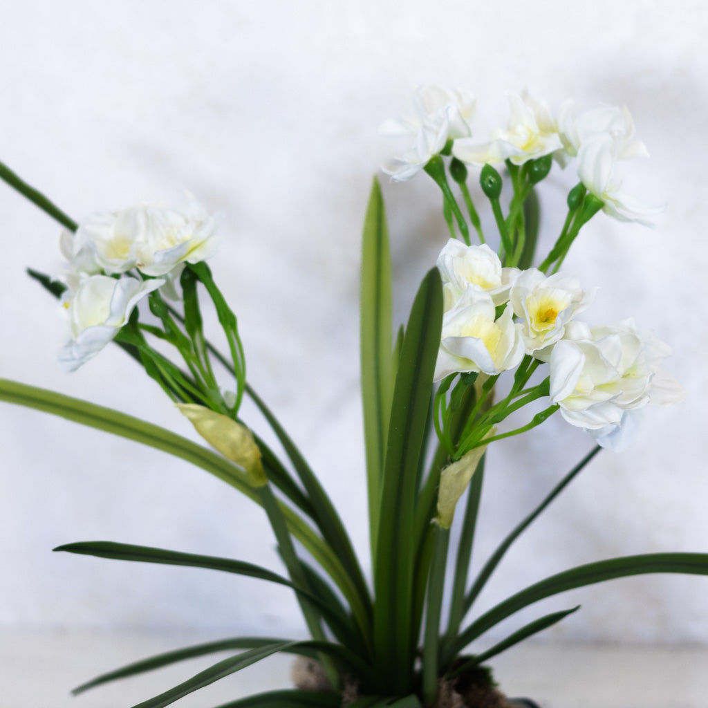 Paperwhite in Blue Porcelain Dish