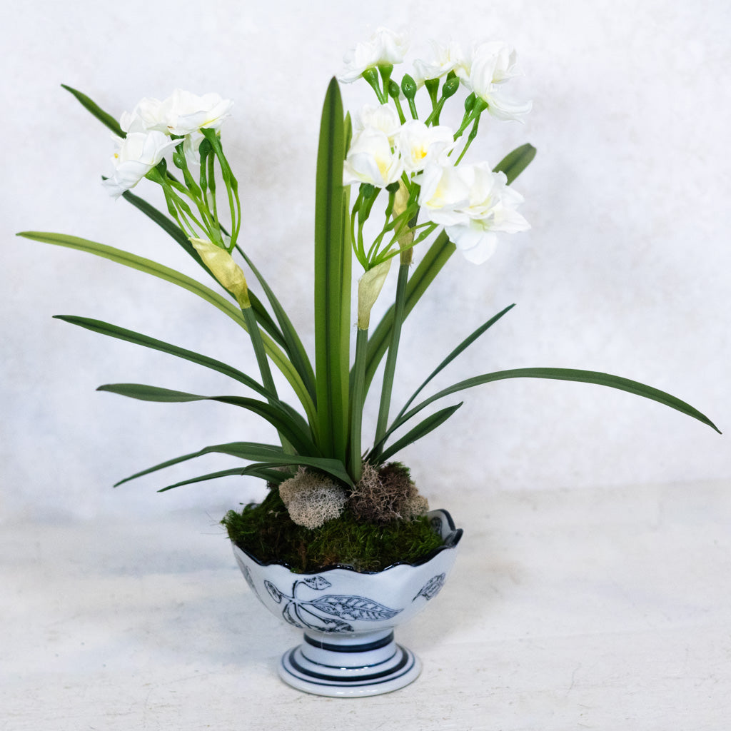 Paperwhite in Blue Porcelain Dish