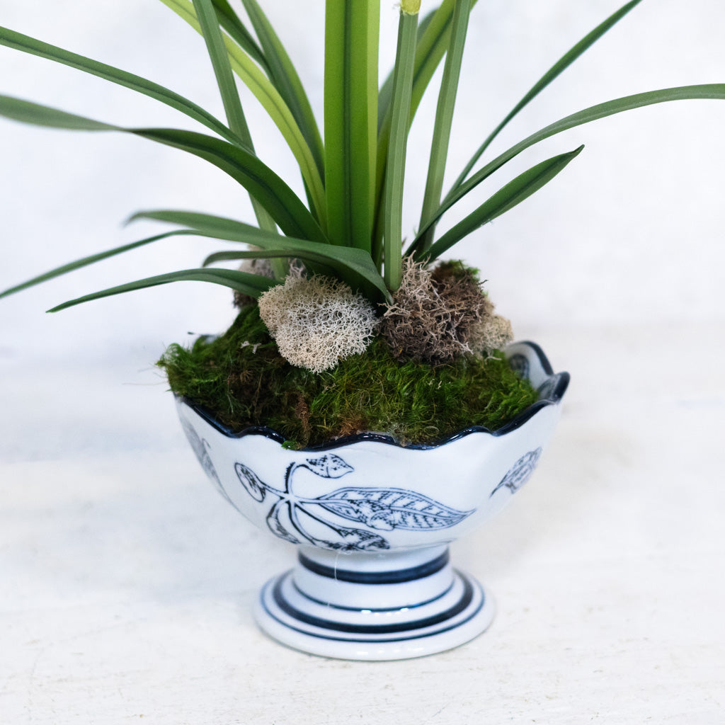 Paperwhite in Blue Porcelain Dish