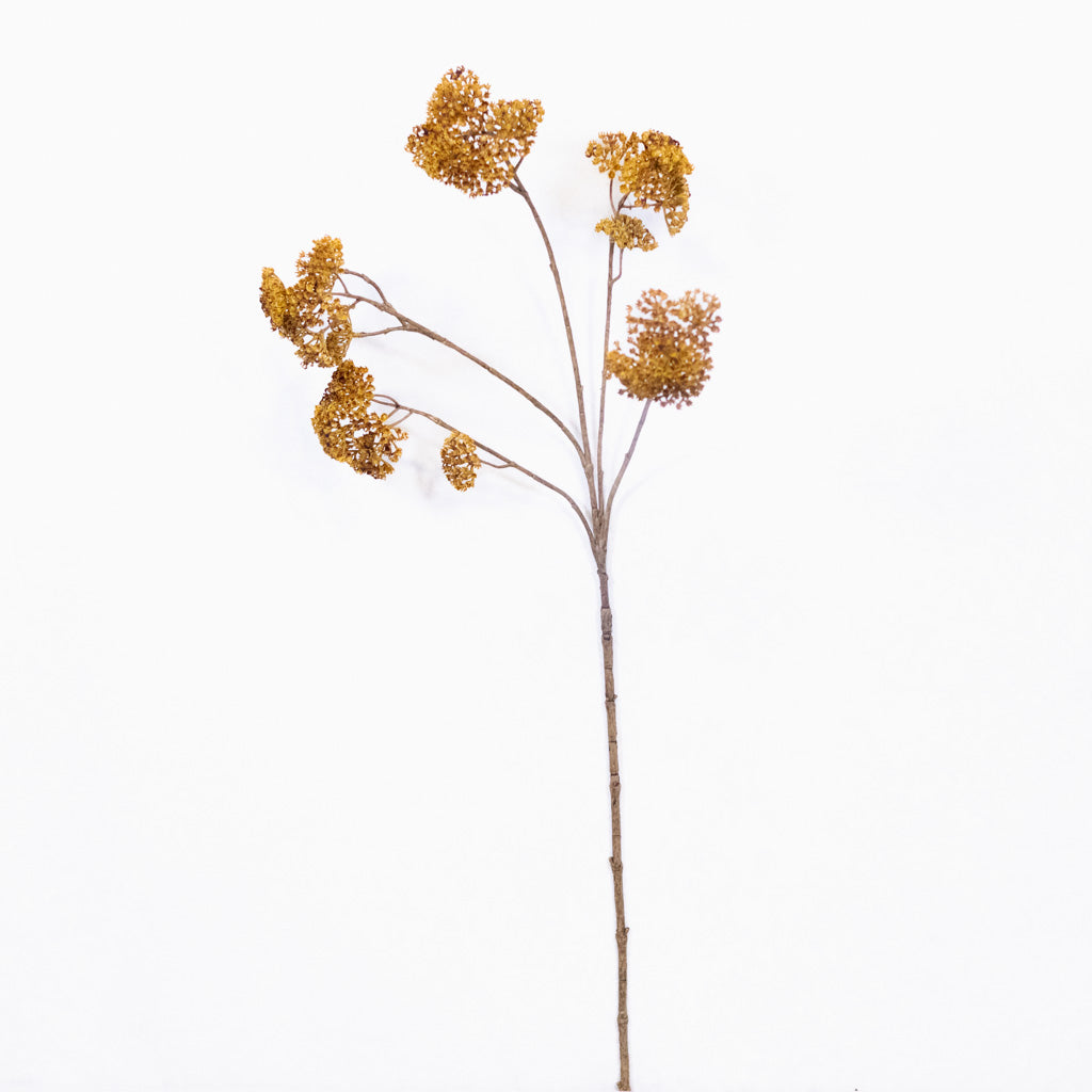 Achillea Spray Mustard